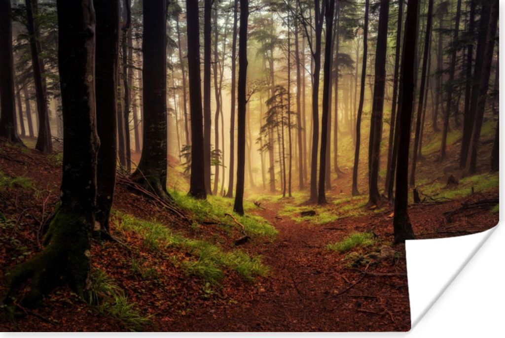 MuchoWow Poster Bäume - Natur - Wald 60x40 cm - Schlafzimmerdekoration