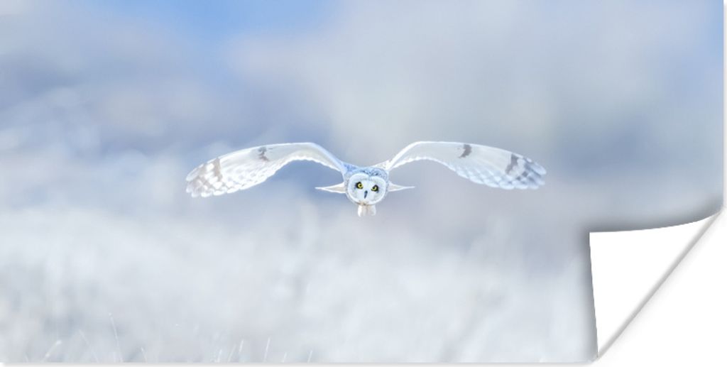 MuchoWow Poster Fliegende weiße Eule 160x80 cm - Foto Poster