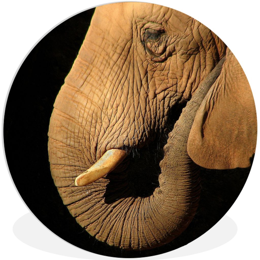 MuchoWow Rundes Wandbild - Runde Bilder Elefant - Tiere - Nahaufnahme - Schwarz Ø 30 cm Kreis Wanddekoration Kunststoff - Wandkreis - Wandschmuc...
