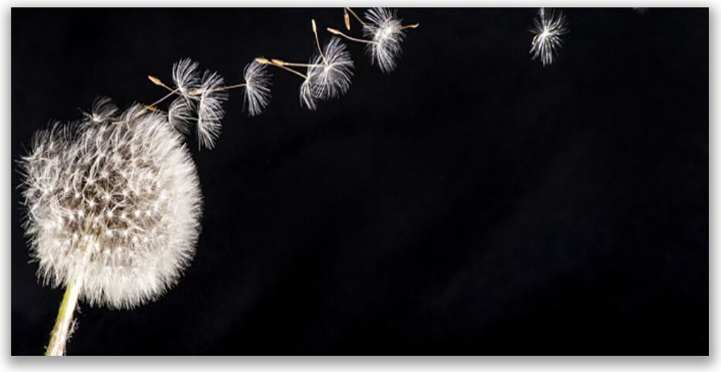 Tulup Leinwand-Bilder 140x70 Wandbild Canvas Kunstdruck Pusteblume Pflanzen