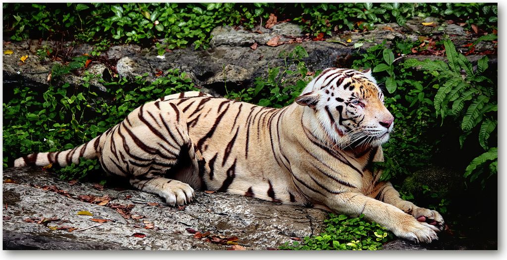 Tulup Leinwandbild -100x50 cm - Wandkunst - Drucke auf Leinwand - Leinwanddruck - Tiere - Beige - Tiger auf Felsen
