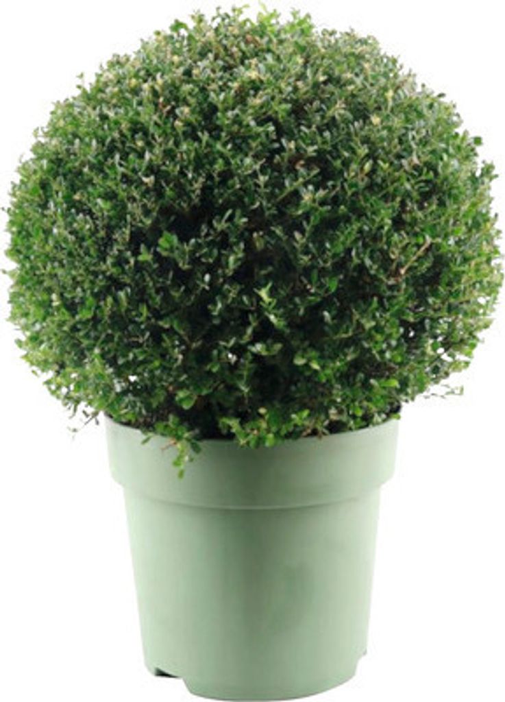 Bergilex Kugel FloraSelf Ilex crenata 'Glory Gem' Produktbild 