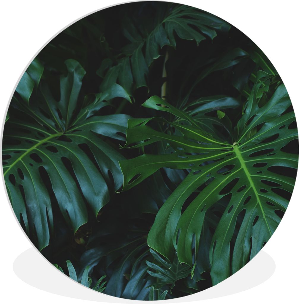 MuchoWow Rundes Wandbild - Runde Bilder Monstera - Blätter - Tropisch - Dschungel Ø 90 cm Kreis Wanddekoration Kunststoff - Wandkreis - Wandsch...