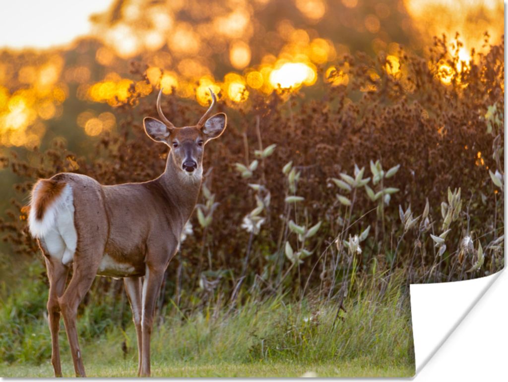 MuchoWow Poster Hirsche - Pflanzen - Sonnenuntergang - Wildtiere - Natur 120x90 cm - Wandbild