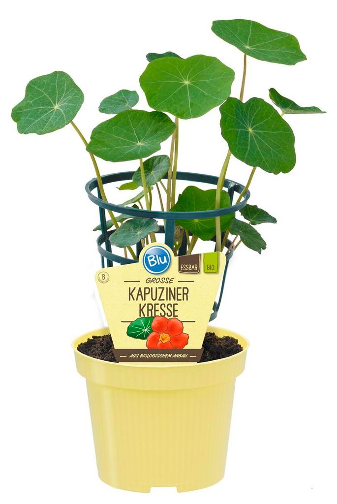 Kapuzinerkresse- Tropaeolum majus - Kräuterpflanze im 12cm Topf