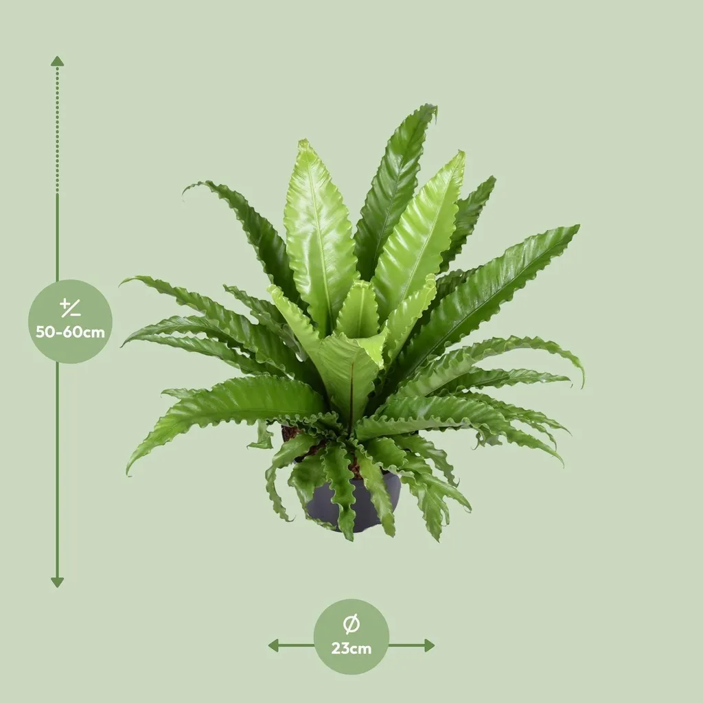 Fougère Nid Asplenium Osaka : Feuillage Vert Luxuriant - Pot 23 cm - 2
