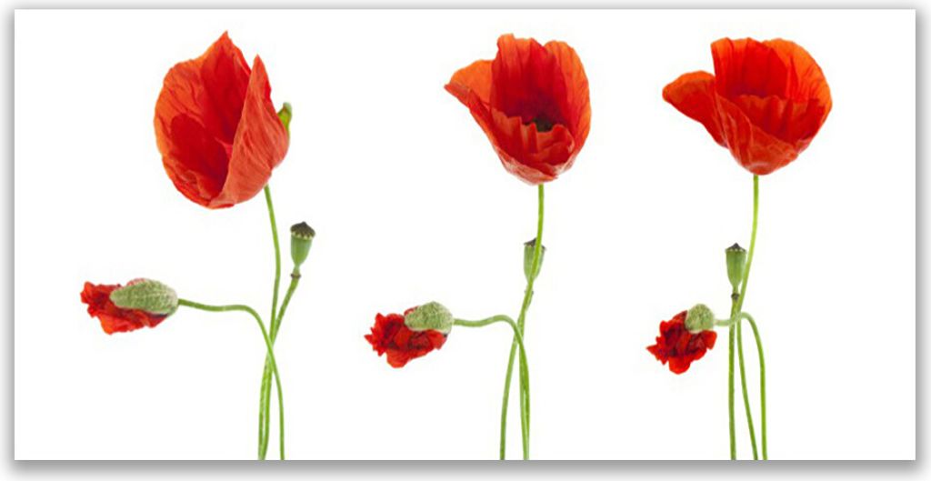 Küchenrückwand aus Glas 140x70cm Spritzschutz Mohnblumen Pflanzen