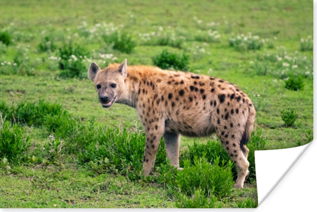 MuchoWow Poster Hyäne - Safari - Gras 180x120 cm - Fotoplakat