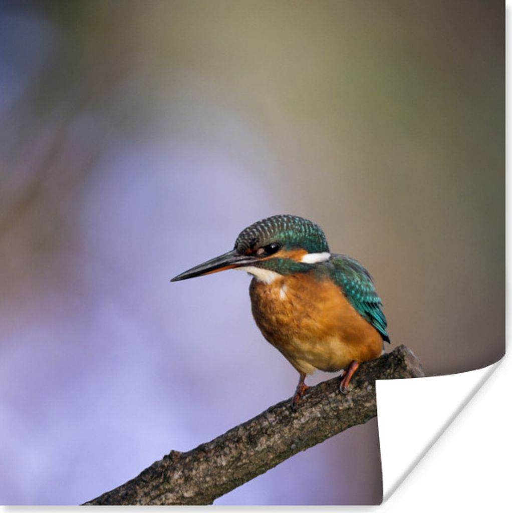 MuchoWow Poster Eisvogel-Fotodruck 50x50 cm - Wohnzimmerdekoration
