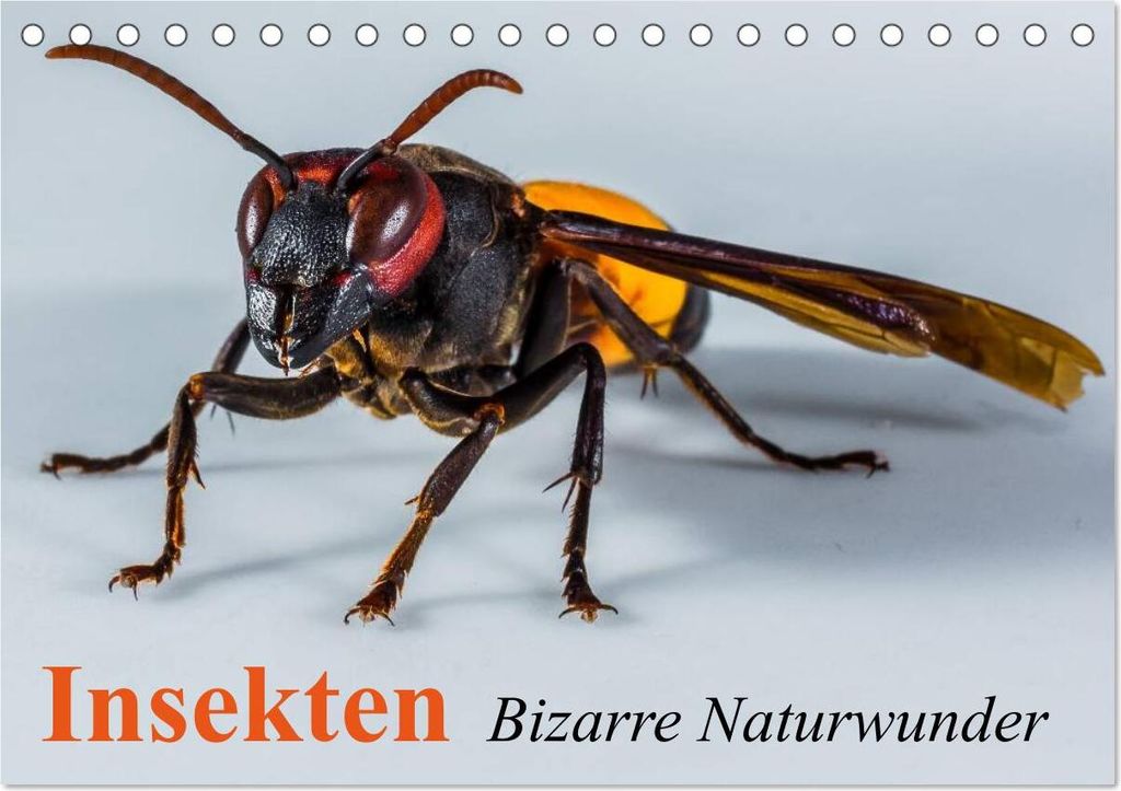 Insekten - Bizarre Naturwunder (Tischkalender 2026 DIN A5 quer), CALVENDO Monatskalender