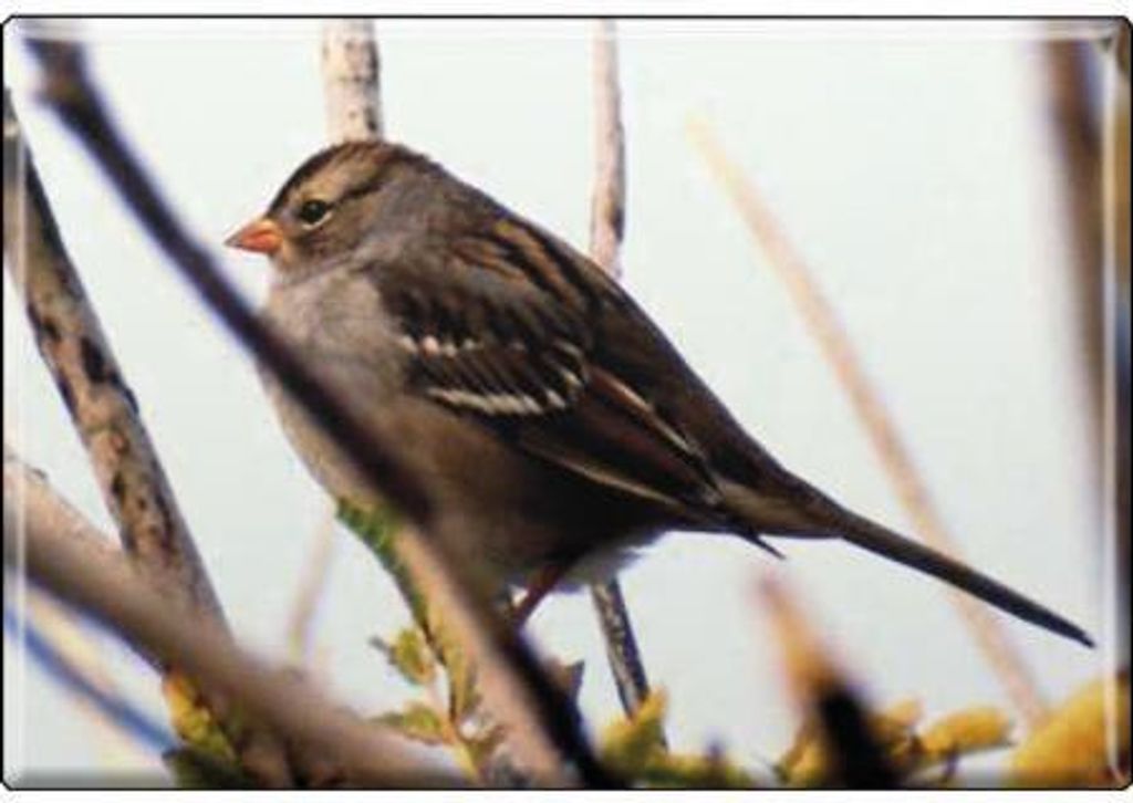 TIERMAGNET - Vogel - Gr. ca. 8 x 5,5 cm - 37269 - Küchenmagnet