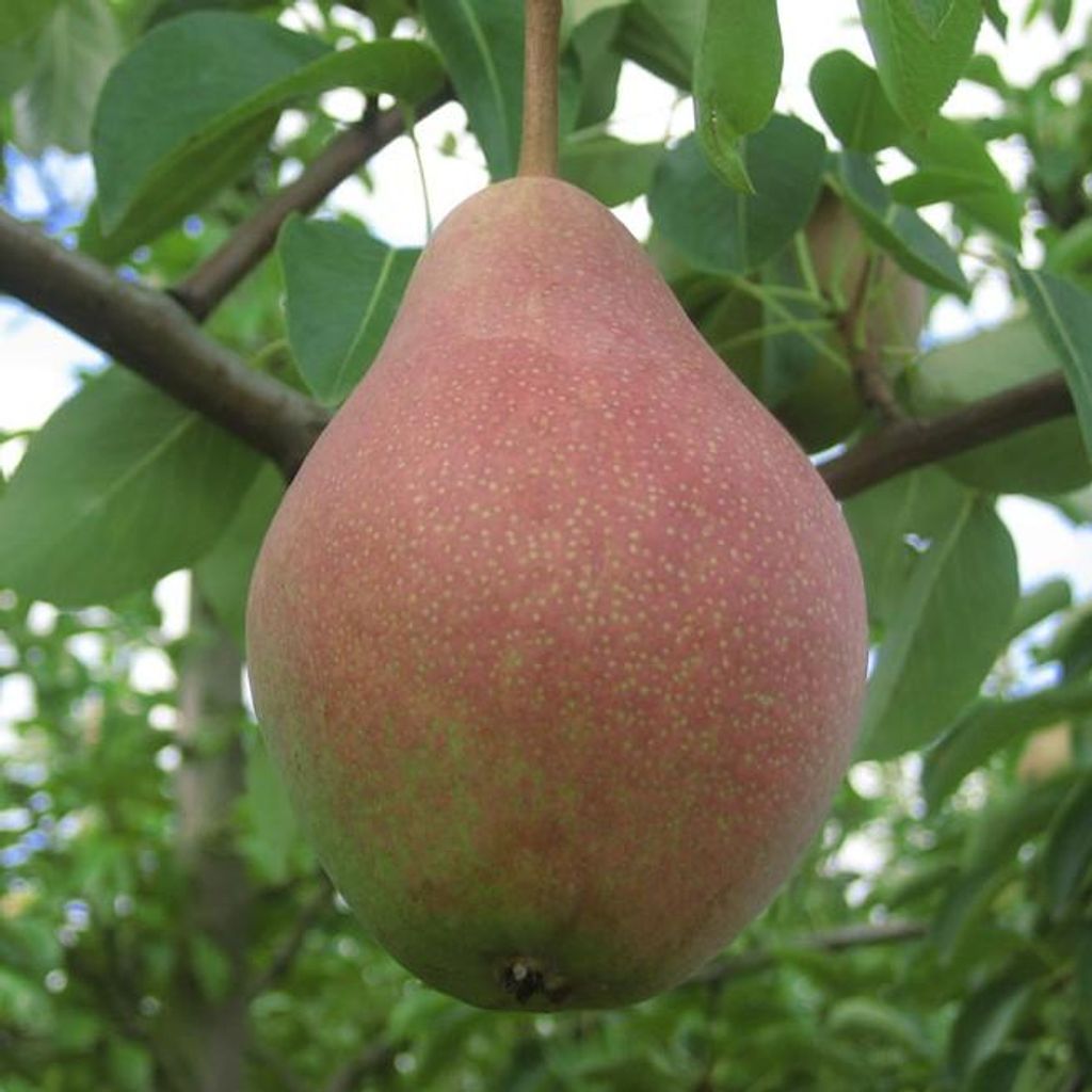 Clapps Liebling Sommerbirne Halbstamm Sämling 10 Liter