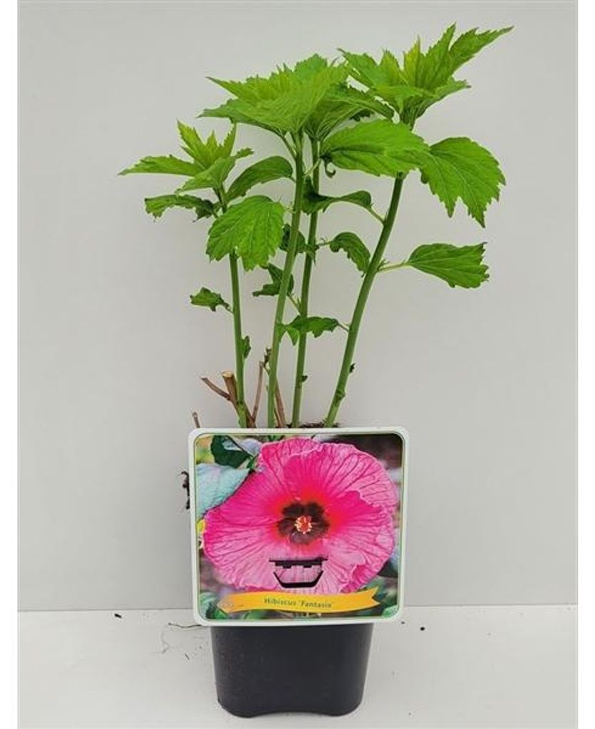 XXL Hibiscus moscheutos Fantasia Hibiscus géant Hibiscus Image du produit 