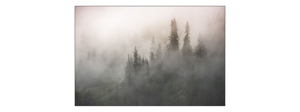 Muralo Fototapete Wald im Nebel 405 (B) x 270 (H) cm Vlies Tapete Wandtapeten Bäume Wohnzimmer Schlafzimmer moderne Wandbilder XXL Landschaft Pano...