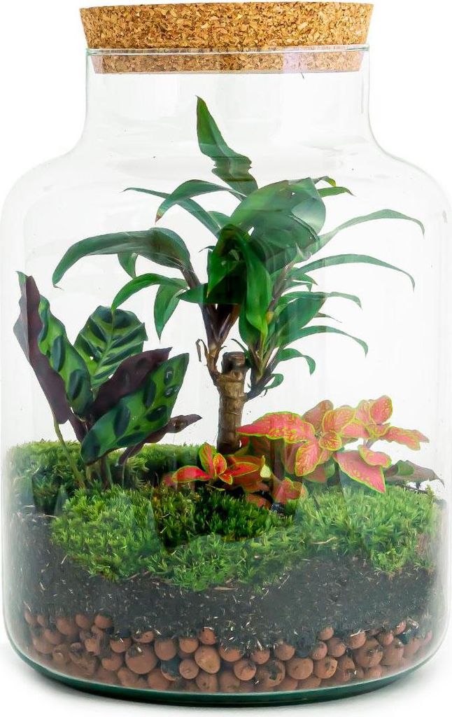 Urbanjngl DIY Terrarium - Milchpalme - 30 cm