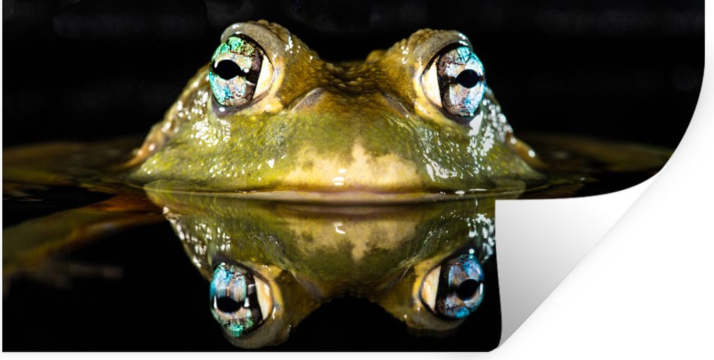 MuchoWow Wandtattoo Wandsticker Wandaufkleber Frosch - Augen - Porträt 160x80 cm Selbstklebend und Repositionierbar