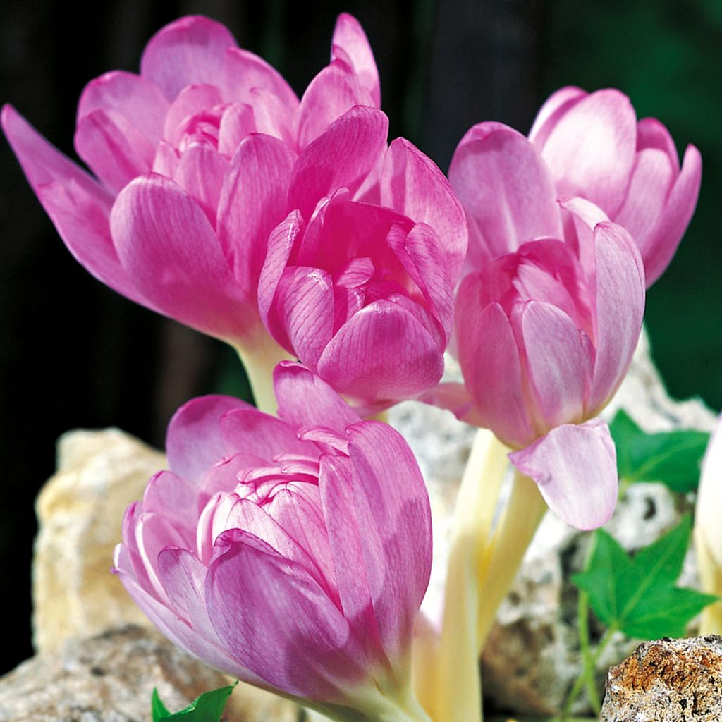 Colchicum Giant Zimowit Bizantyjski XXL 1 szt. Cebulki Zdjęcie produktu 