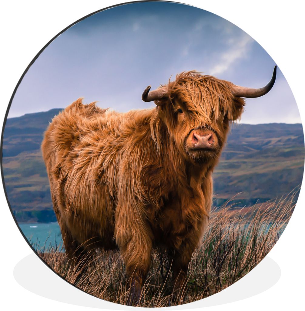MuchoWow Aluminium Wandkreis Schottische Highlander - Himmel - Natur Ø 30 cm Wanddeko Modern Wohnzimmer - Wand Bild - Wohnzimmer - Runde Bilder ...