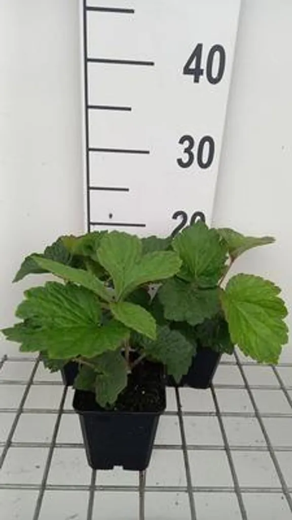 Plante vivace d'ombre Rodgersia Bronze Peacock - Lot de 6 godets