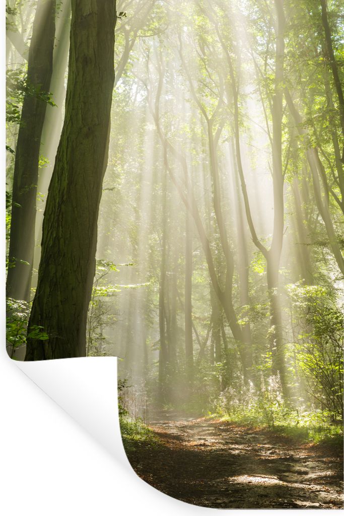 MuchoWow Wandtattoo Wandsticker Wandaufkleber Wald - Licht - Natur - Landschaft 40x60 cm Selbstklebend und Repositionierbar - Wierderverwendbar -...