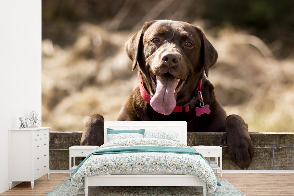 MuchoWow Fototapete für Wohnzimmer oder Schlafzimmer Wandtapete Vinyl Motivtapete Labrador Retriever schaut über einen Zaun - 525x350 cm - Das ...