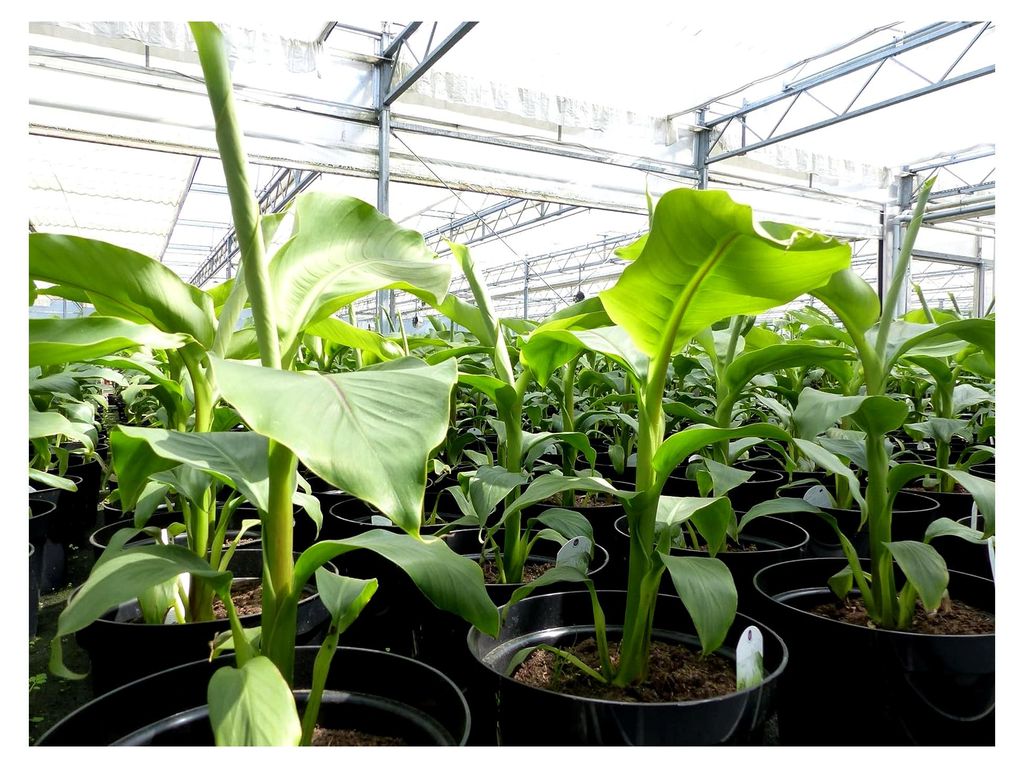 Bananenstaude 2 Stück Musa Basjoo 60-80 cm winterhart Staude japanische Faserbanane