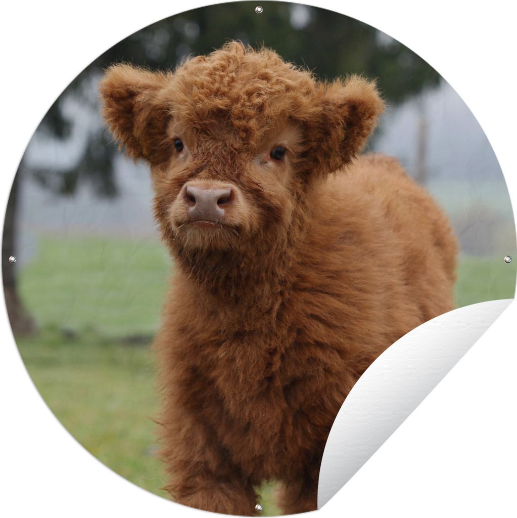 MuchoWow Gartenposter Outdoor-Poster Rund Schottische Highlander - Gras - Natur Ø 90 cm Gartendeko Rundes Poster draußen