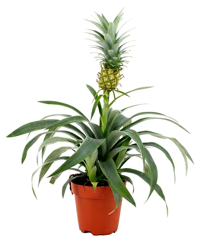 Ananaspflanze im 12 cm Pflanzentopf - Ananas Comosus Mi Amigo - Höhe: 35-40 cm - Tropische Zimmerpflanze