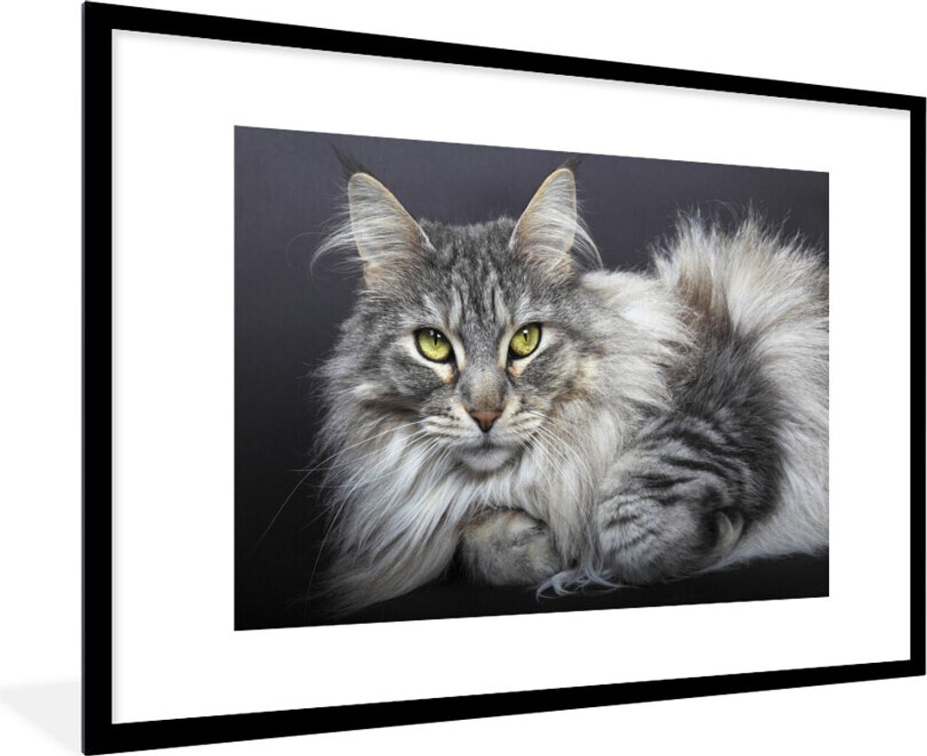 MuchoWow Gerahmtes Poster Eine schöne liegende Maine Coon Katze 90x60 cm - Poster mit Schwarzem Bilderrahmen Wandposter Rahmen Foto Bilder - Wan...