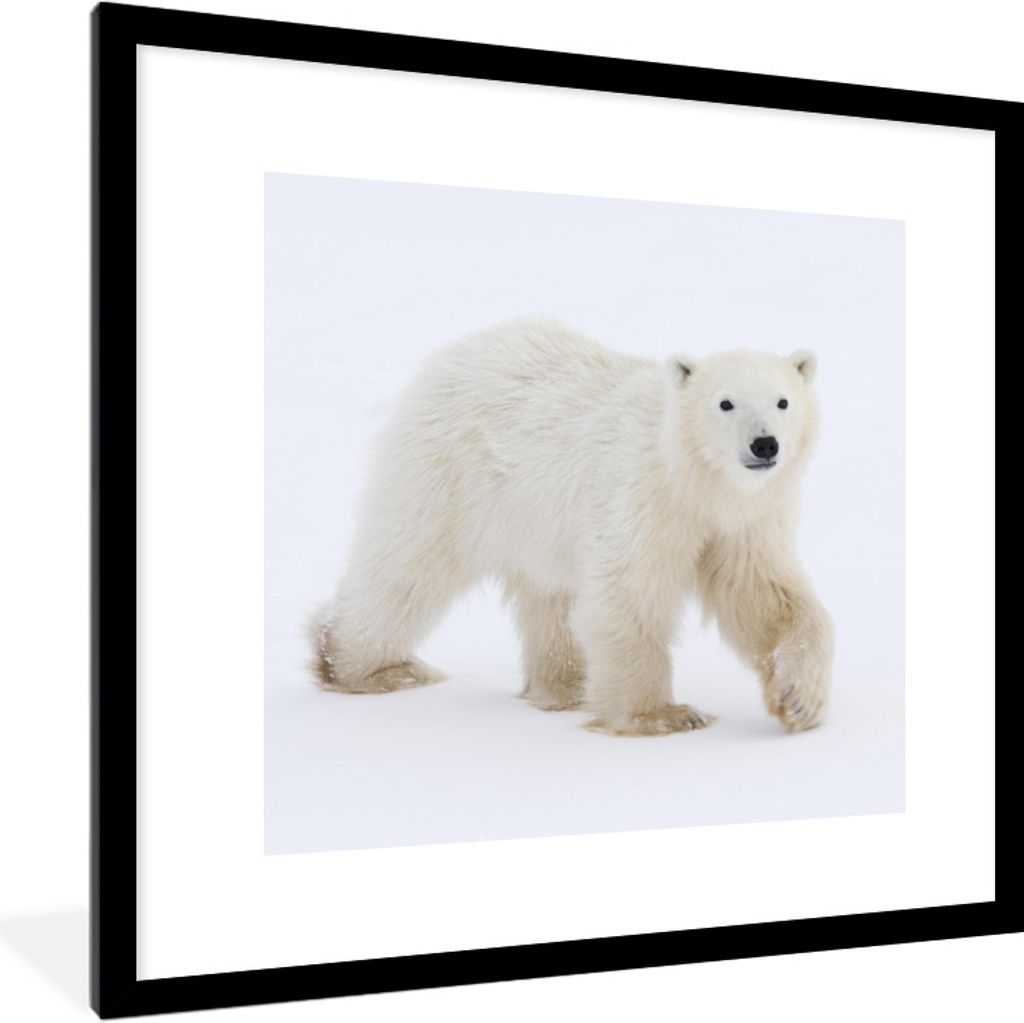 MuchoWow Gerahmtes Poster Eisbär - Schnee - Weiß 40x40 cm - Poster mit Schwarzem Bilderrahmen Wandposter Rahmen Foto Bilder - Poster - Plakat i...