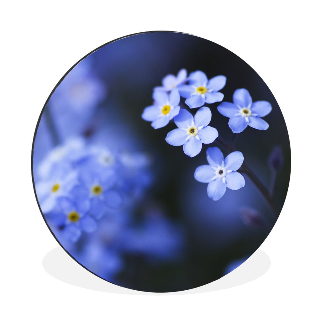 MuchoWow Aluminium Wandkreis Nahaufnahme eines Vergissmeinnicht Ø 30 cm Wanddeko Modern Wohnzimmer - Wand Bild - Wohnzimmer - Runde Bilder - Alu...