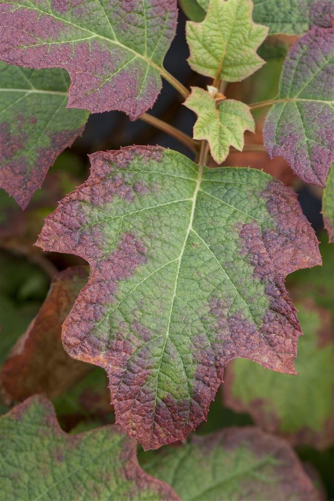 Hydrangea quercifolia 'Burgundy', Eichenblatthortensie, rot, 40–60 cm