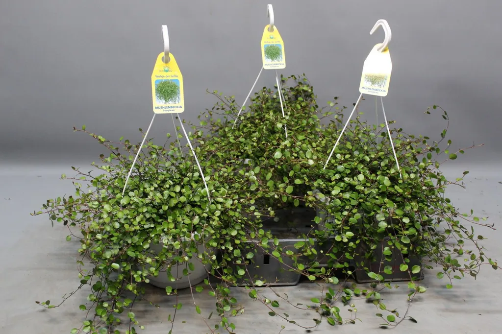Muehlenbeckia Décoration Maison et Balcon - Plante Polyvalente Ø22cm