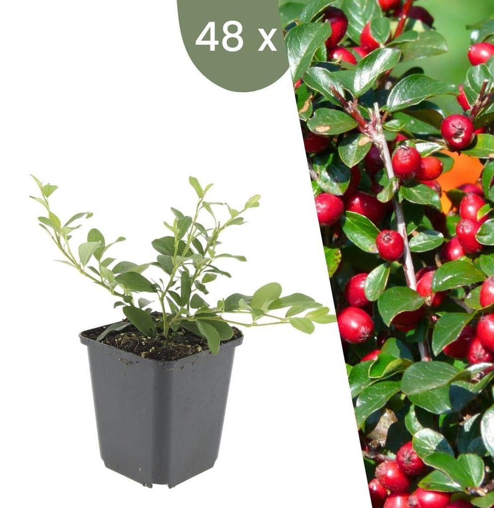 Plants by Frank | 48 Zwergmispel Pflanzen | Cotoneaster Dammeri | Bodendecker | Winterhart | Mehrjährig | Gartenpflanzen