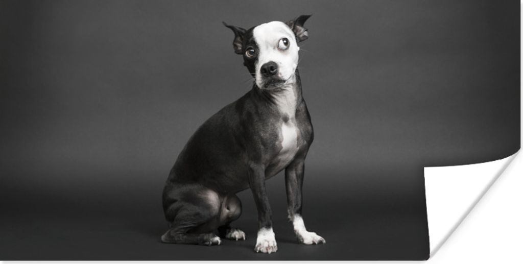MuchoWow Poster Hund - Spot - Porträt 150x75 cm