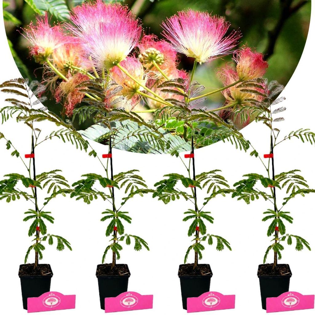 Lot de 4 plants d'Albizia julibrissin 'Rosea' (Arbre de Image du produit 