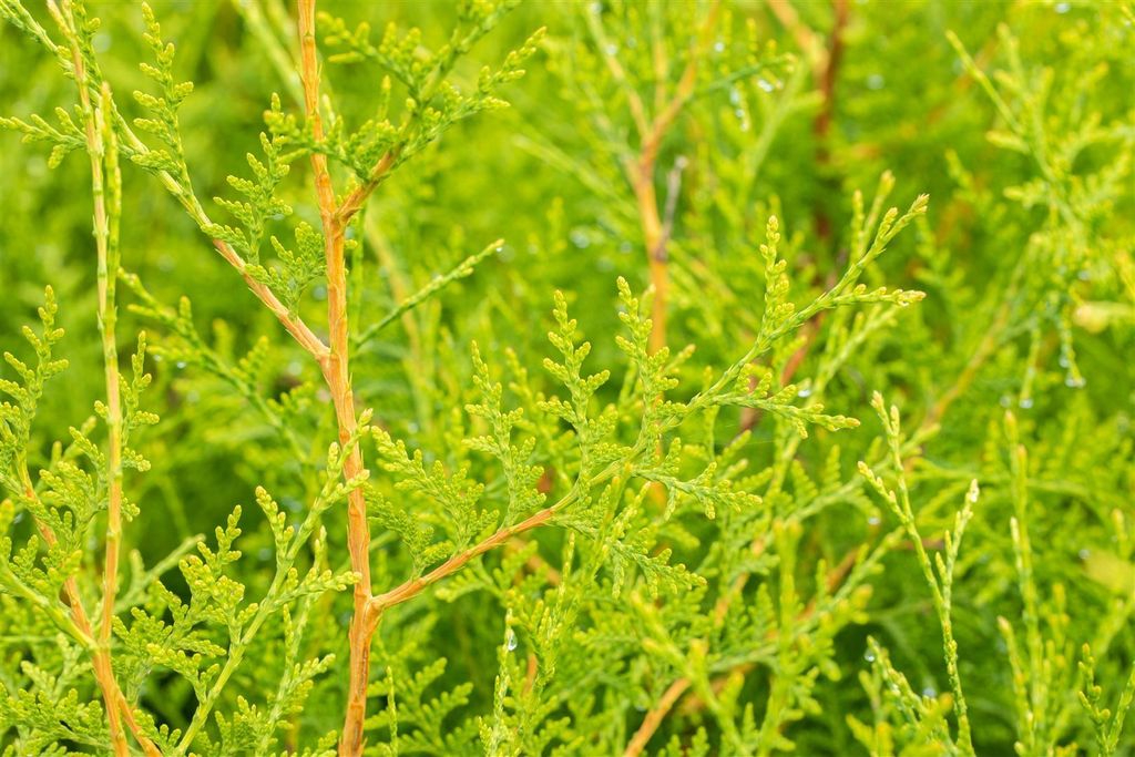 Thuja occidentalis 'Brabant', Lebensbaum, grün, 80–100 cm Produktbild 13