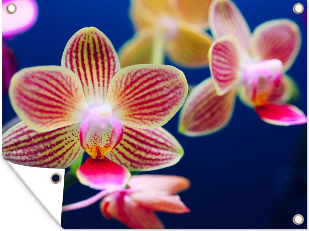 MuchoWow 40x30 cm Outdoor-Poster Gartendeko Sichtschutz Garten Poster für den Garten Von Orchidee