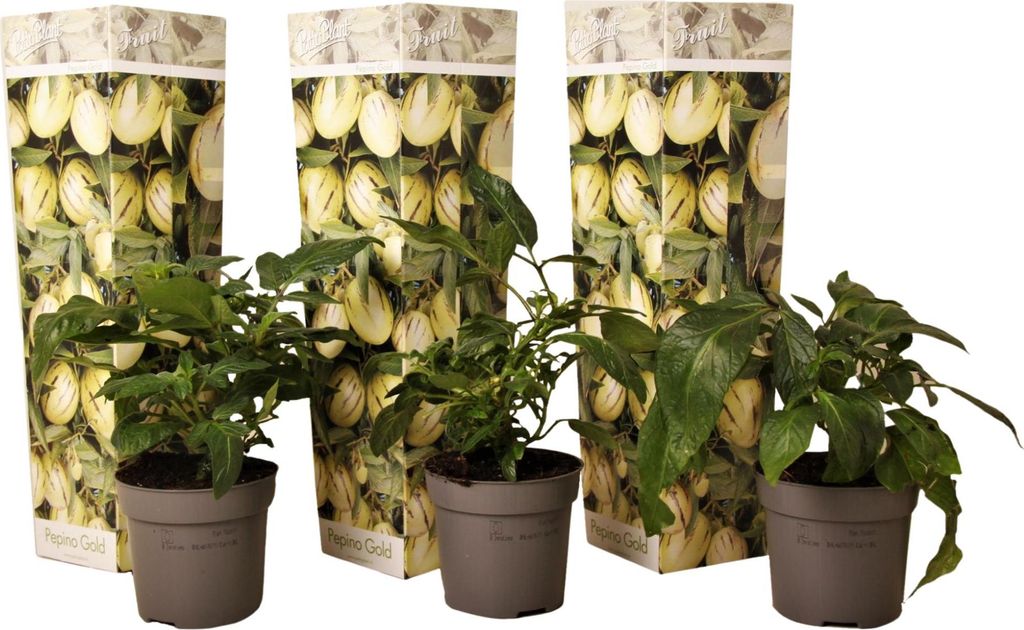 Three potted plants with decorative packaging behind them.