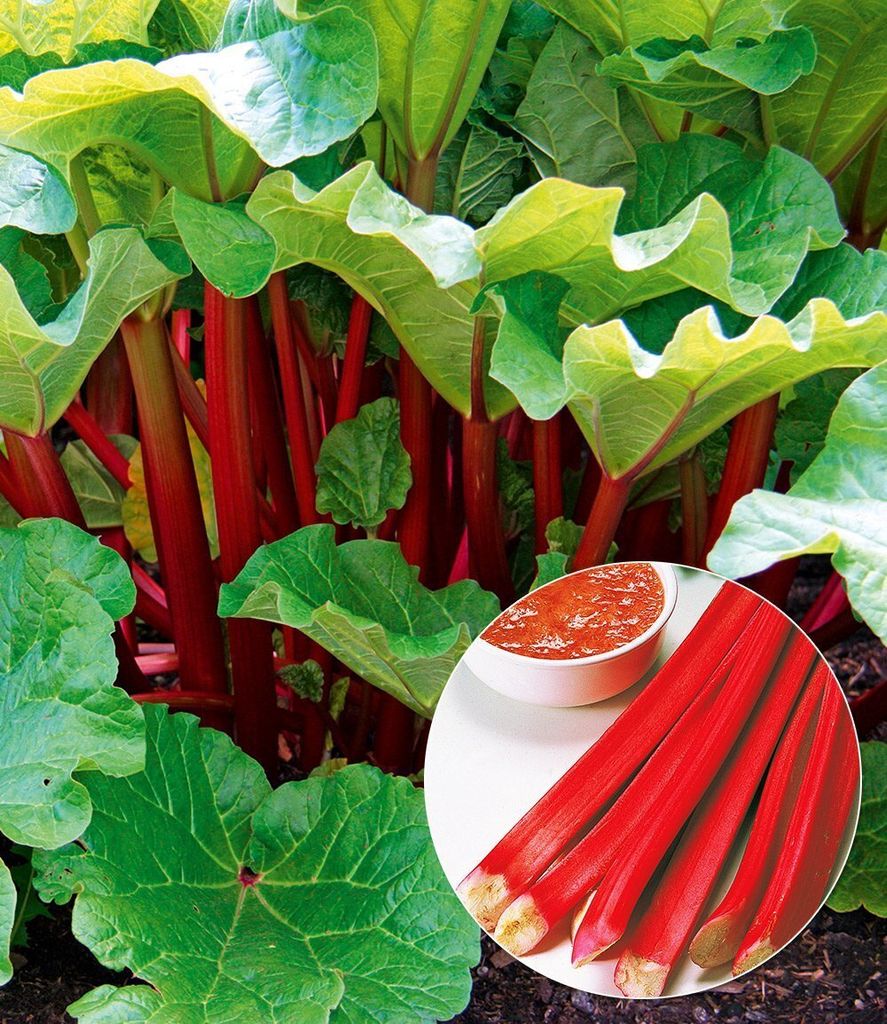 BALDUR Garten Immertragende Rhabarber Pflanze Livingstone immertragend, 1 Pflanze, Rhabarberstaude winterhart, mehrjährig, pflegeleicht, Rheum rha...