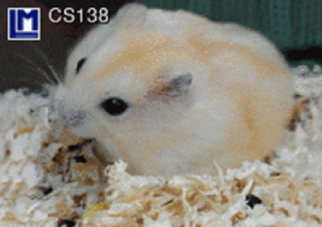 3 D Ansichtskarte Hamster, Postkarte Wackelkarte Hologrammkarte Bild Haustier