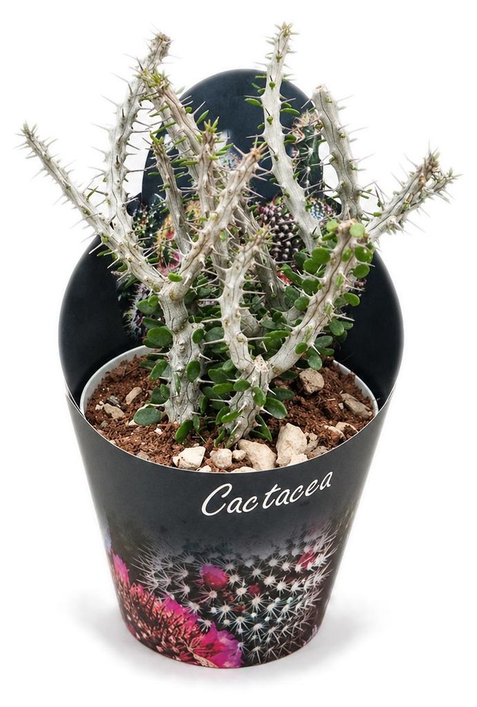 Alluaudia procera - Albero polipo - Rarità - Vaso da 14 cm Immagine del prodotto 