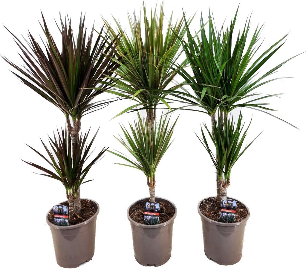 Drachenbaum Dracaena 3er Set 70cm XXL Produktbild 