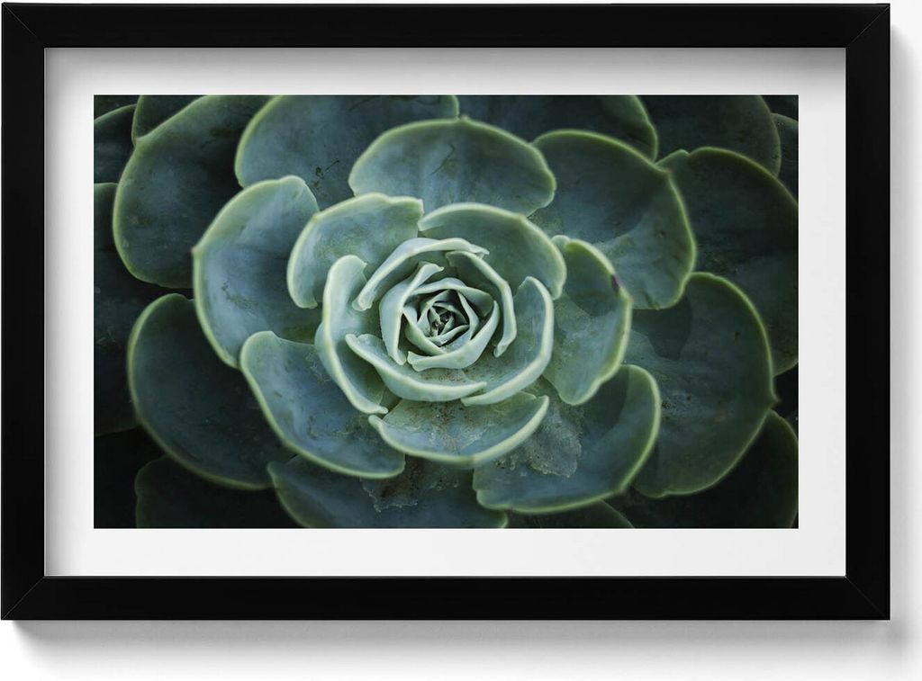 Grüne sukkulente Pflanze– Wandbild mit Rahmen – Gerahmtes Bild – Wanddekoration – 30x20 cm – Schwarz Rahmen