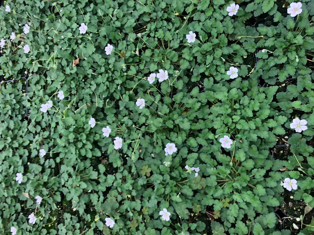 Erodium x variabile Album - Bec de héron blanc - Couvre-sol lot de 6