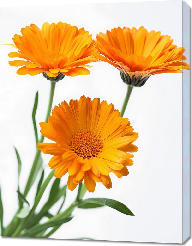 Bild 70x90cm Sonnenblumen