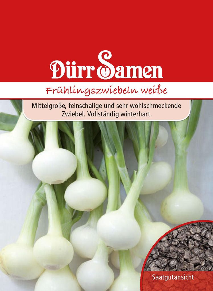 Frühlingszwiebel weiß | Frühlingszwiebelnsamen von Dürr Produktbild 