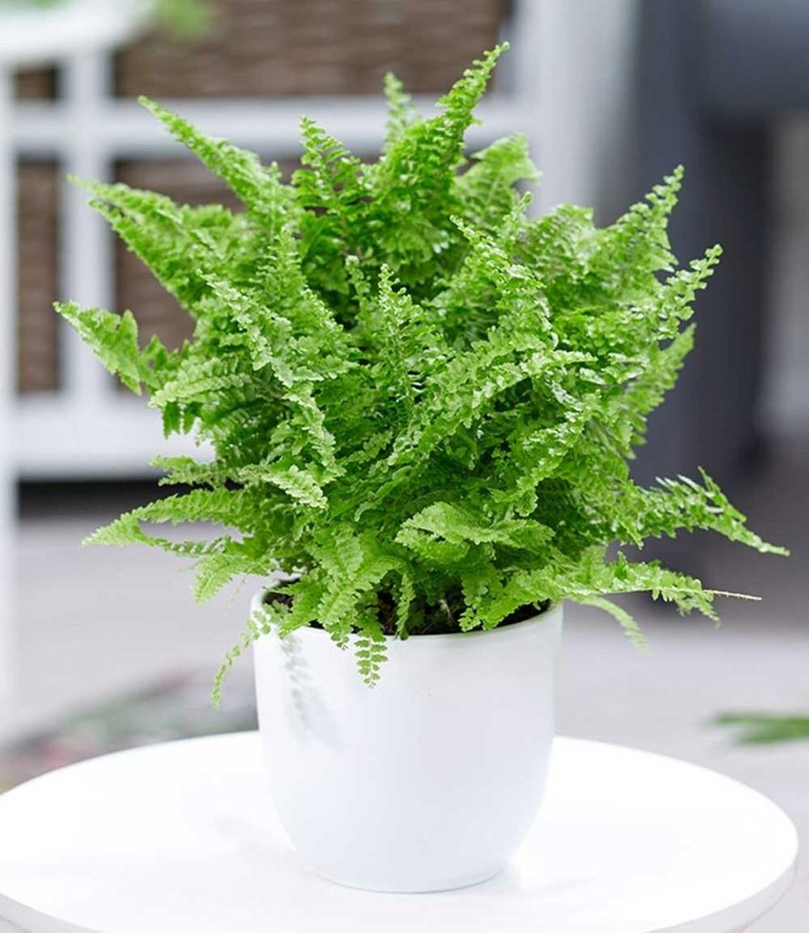 BALDUR Garten 1x Schwertfarn Vitale, Pflanze im 12 cm-Topf, Produktbild 