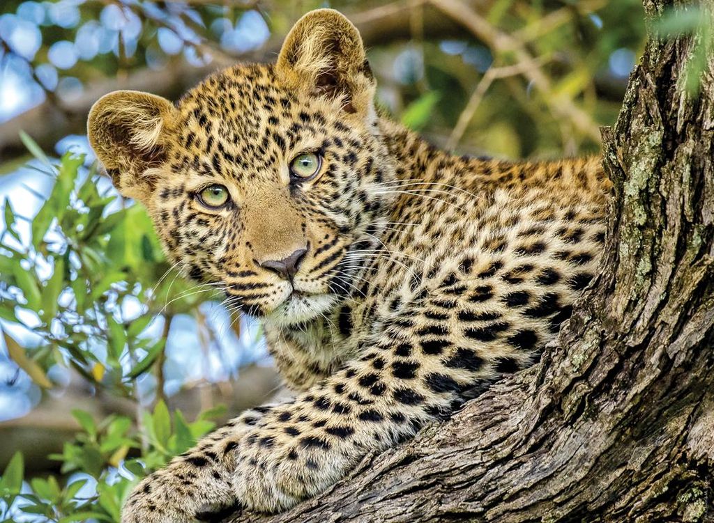 Nathan Puzzle Leopard Tiermotiv 500 Teile Kinderpuzzle
