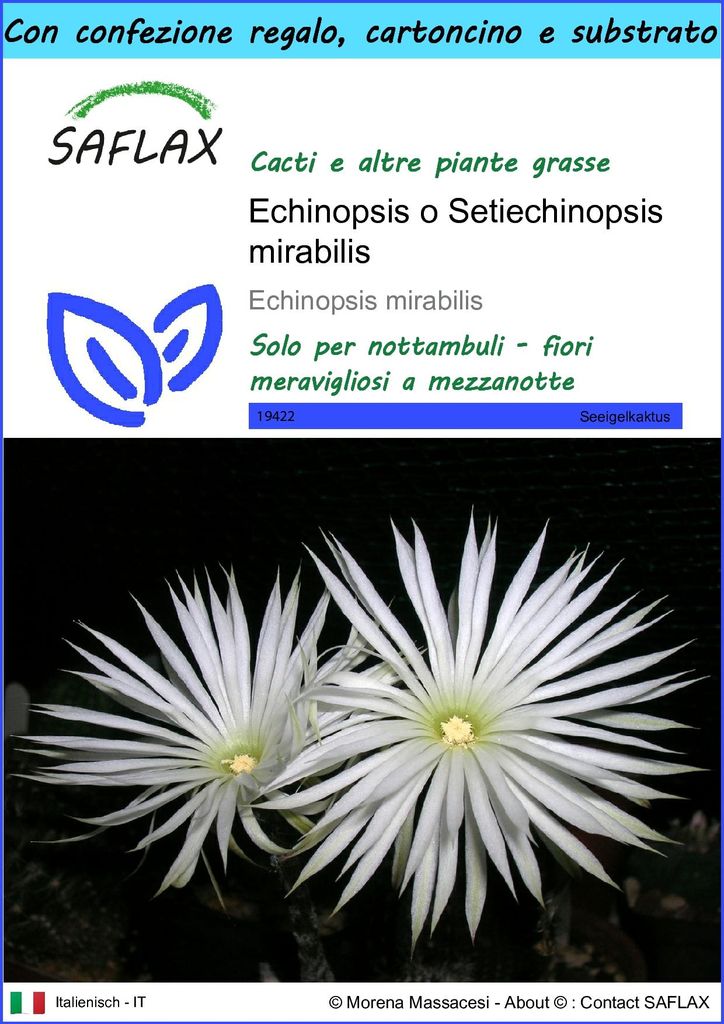 SAFLAX Set regalo - Echinopsis o Setiechinopsis mirabilis - Immagine del prodotto 